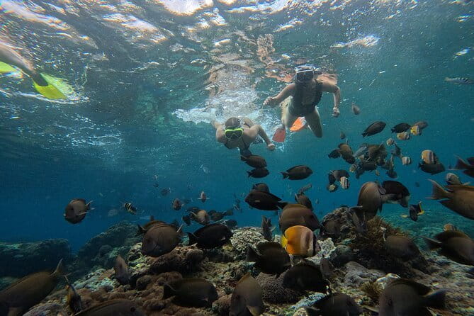 Lembongan Snorkeling at Manta Bay, Crystal Bay and Mangrove - Manta Bay and the search for manta rays