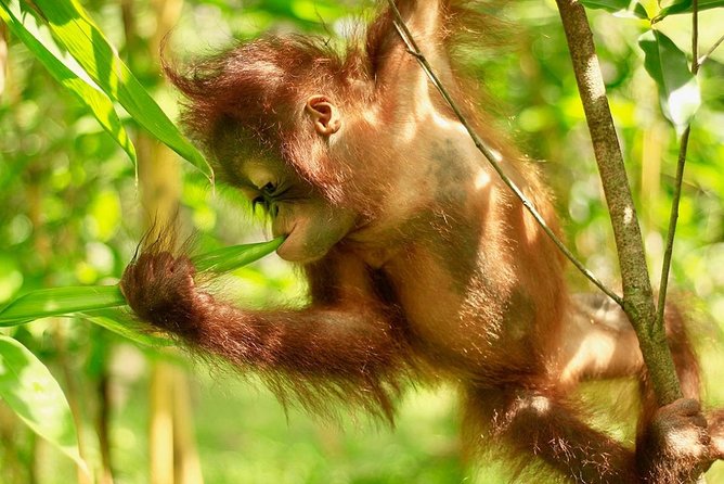 Lombok Wildlife Park Ticket - How much value do you get for $39?