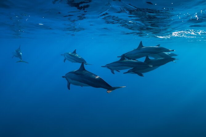 Lovina Dolphin Watching, Swimming, and Snorkeling Experience - Coffee, bananas, and a traditional jukung