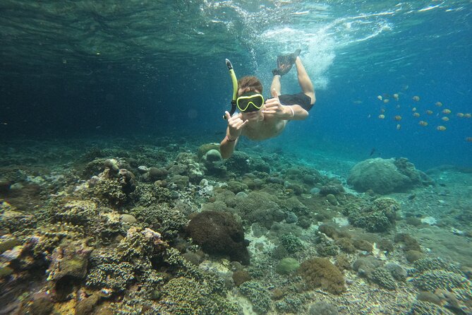 Lovina Dolphin Watching, Swimming, and Snorkeling Experience - Snorkeling over coral and fish