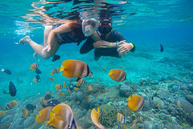 Lovina Dolphin Watching, Swimming, and Snorkeling Experience - Who will enjoy this North Bali morning?