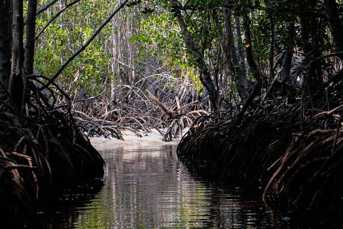 Mangrove Reforestation and Exploration around the Nusa Islands - A conservation day with real work attached