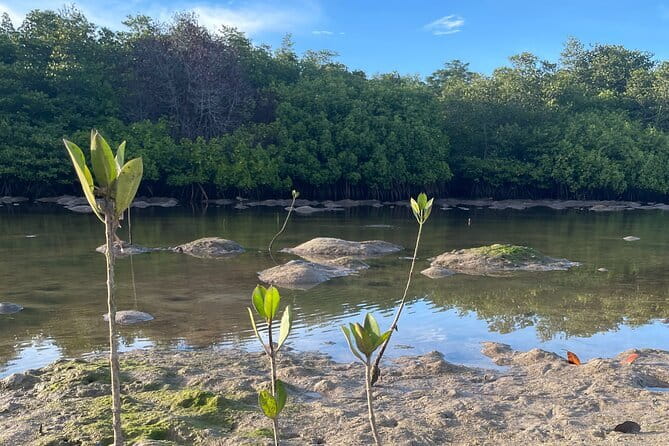 Mangrove Reforestation and Exploration around the Nusa Islands - Lunch on Nusa Ceningan with ocean views