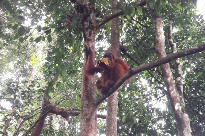 Medan - Bukit Lawang Fullday Tour - Five things to know before booking