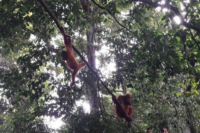 Medan - Bukit Lawang Fullday Tour - Orangutans in their natural home