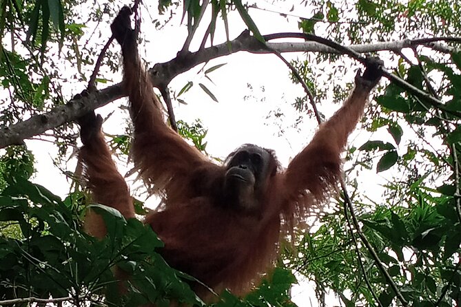 Medan - Bukit Lawang Fullday Tour - Lunch in the forest and what is included