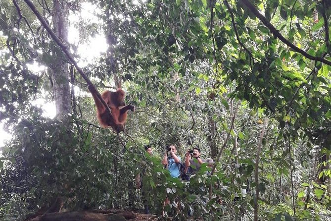 Medan - Bukit Lawang Fullday Tour - Who should book this private tour