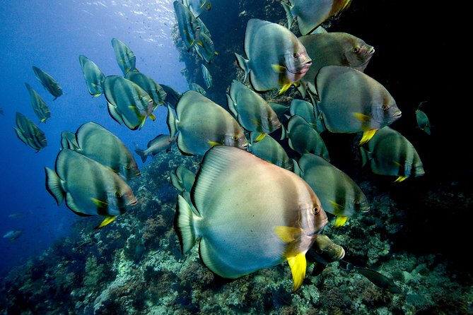 Menjangan island for Certified Scuba Divers full day boat trip, 2 dives + lunch - What the $115 price really includes