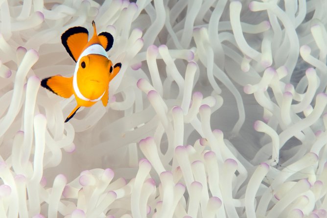 Menjangan island for Certified Scuba Divers full day boat trip, 2 dives + lunch - Who should book this Menjangan trip
