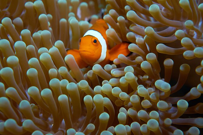 Menjangan island snorkeling full day boat trip - Who should book this Menjangan trip