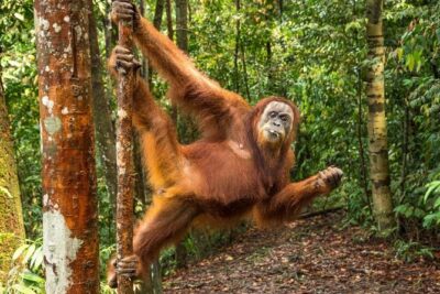 Monkey Business 3 days – 2 nights Jungle trekking (including rafting)