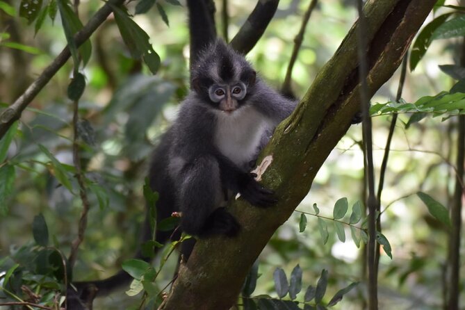 Monkey Business 3 days - 2 nights Jungle trekking (including rafting) - What to pack for comfort and safety