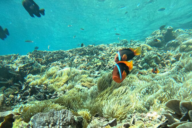 No:#1. Penida Island Tour And Snorkeling With Manta - What equipment and support are supplied