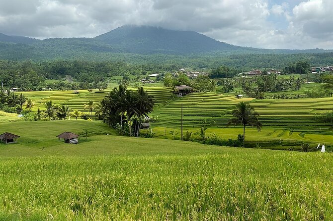 North Bali Nature Escape Rice Terraces, Temples & Waterfall - The private car and driver service