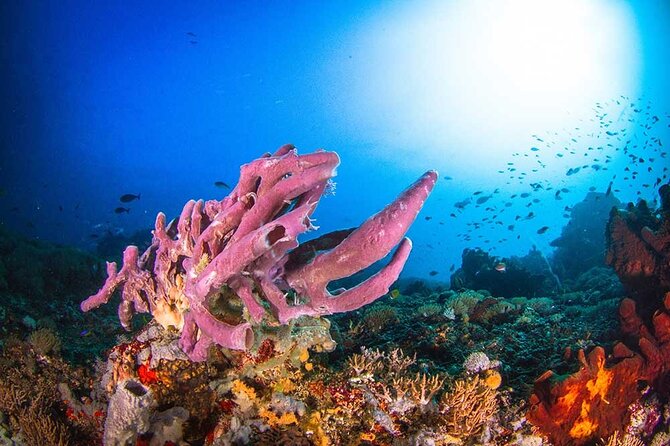 Nusa Penida 3 Fun Dives Boat Trip (For Certified Divers) - Shore break, lunch, and the third session