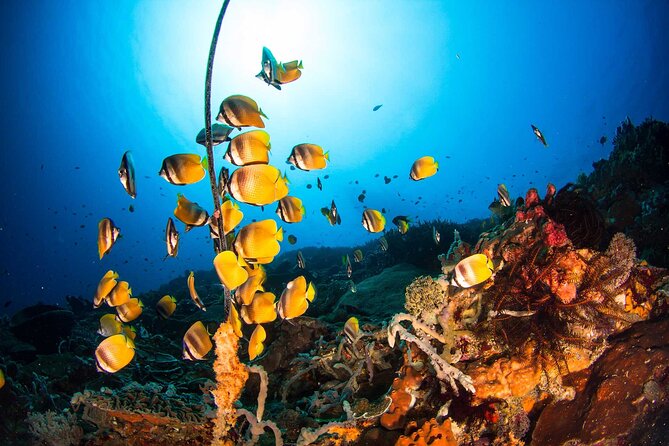Nusa Penida 3 Fun Dives Boat Trip (For Certified Divers) - Is $170.23 good value?