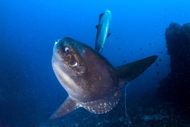 Nusa Penida 3 Fun Dives Boat Trip (For Certified Divers) - Two morning sessions from the boat