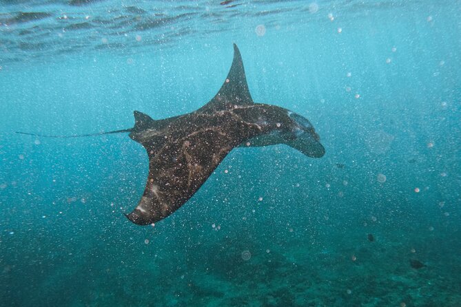 Nusa Penida day trip: boat, 4 snorkeling, Manta rays & Land tour - Key points to know before booking