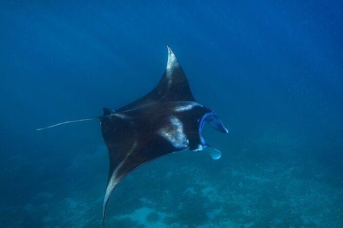 Nusa Penida day trip: boat, 4 snorkeling, Manta rays & Land tour - Lunch with an infinity pool and ocean views
