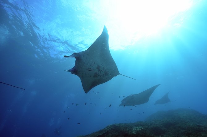 Nusa Penida Day Trip for 3 dives - Key points to know before booking