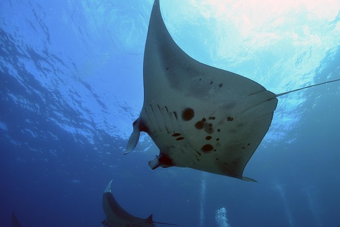 Nusa Penida Day Trip for 3 dives - Why Nusa Penida is worth the early start