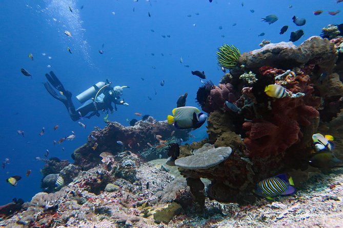 Nusa Penida Day Trip for 3 dives - Three sessions, three different kinds of marine life