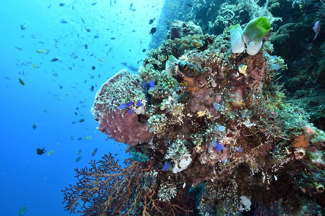 Nusa Penida Day Trip for 3 dives - What the $190 price really covers