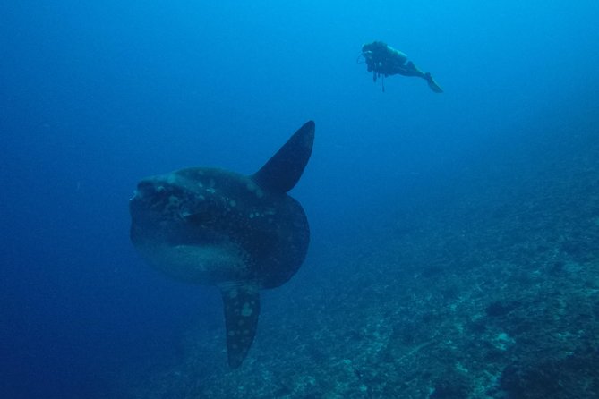 Nusa Penida Day Trip for 3 dives - Lunch, equipment, and onboard comfort