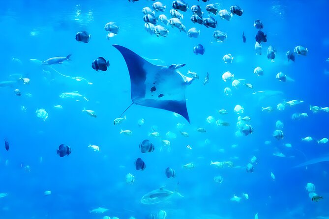 Nusa Penida Island Beach Tour With Snorkeling - Departure From Bali Island - Gamat Bay: coral, fish, and a short first swim