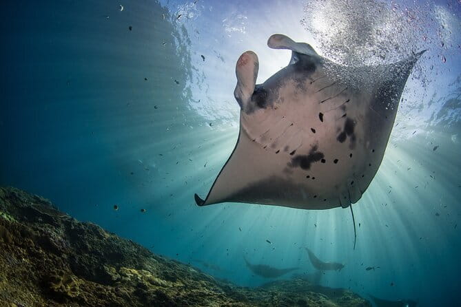 Nusa Penida : Snorkeling Trip Manta Point, Gamat Bay and Wall Bay - Key points to know before booking