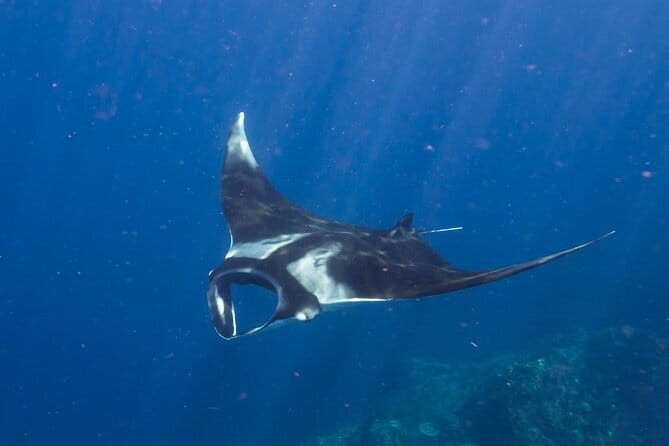 Nusa Penida : Snorkeling Trip Manta Point, Gamat Bay and Wall Bay - Conditions, flexibility, and the honest limits
