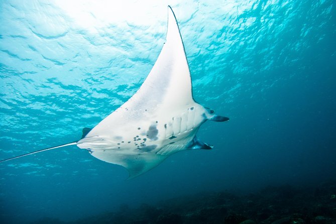 Nusa Penida Three Dives Trip for Certified Divers - Why this Nusa Penida day is worth considering