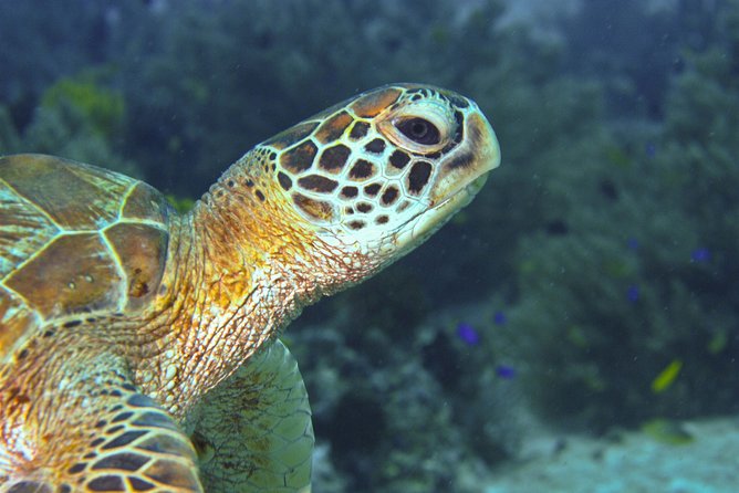 Nusa Penida Three Dives Trip for Certified Divers - Safety, guides, and the feel onboard
