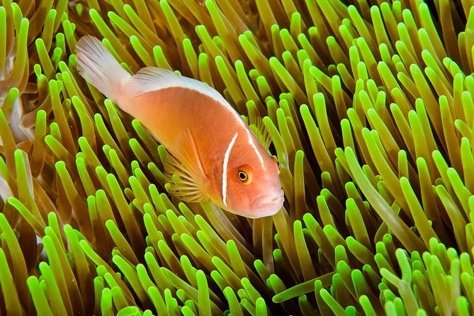 Nusa Penida Try Scuba Diving Program - for Non-Certified Divers - Why This Nusa Penida Experience Works for Beginners