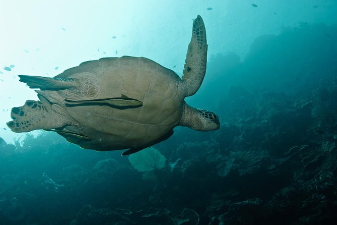 Nusa Penida Try Scuba Diving Program - for Non-Certified Divers - The 30 to 40 Minute Briefing