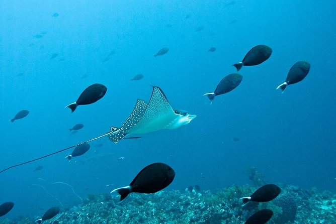 Nusa Penida Try Scuba Diving Program - for Non-Certified Divers - Meeting at Pure Dive Resort at 10:30 a.m.