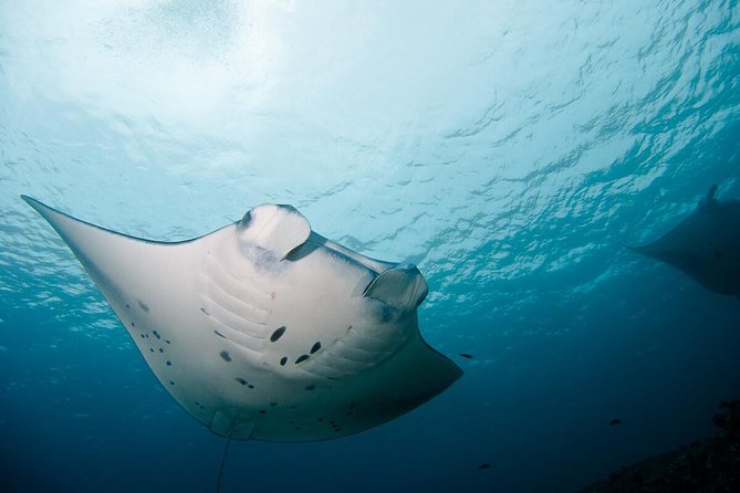 Nusa Penida Two Dives Trip for Certified Divers - Why Nusa Penida makes this a special morning