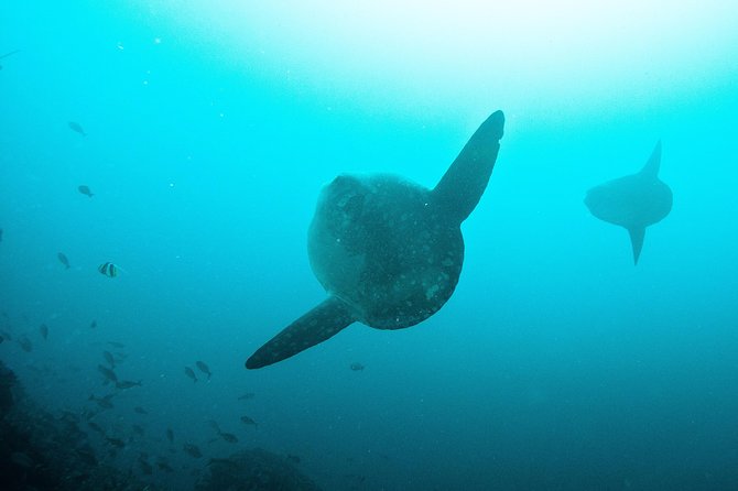 Nusa Penida Two Dives Trip for Certified Divers - Manta Point: the morning’s big hope