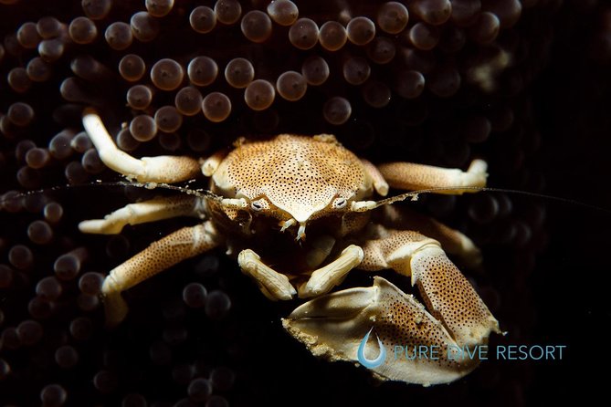 Nusa Penida Two Dives Trip for Certified Divers - Equipment, certification, and physical demands
