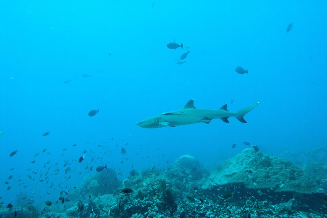 Nusa Penida Two Dives Trip for Certified Divers - The five-hour schedule and what it means