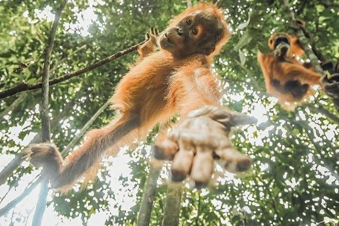 ONE DAY JUNGLE TREKKING 6-7 hours (see orang utan) + RAFTING in BUKIT LAWANG - A full day in Gunung Leuser National Park