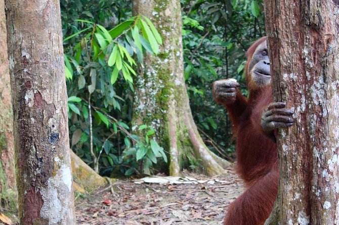 ONE DAY JUNGLE TREKKING 6-7 hours (see orang utan) + RAFTING in BUKIT LAWANG - Who should book this jungle adventure?