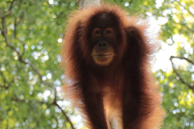 ONE DAY JUNGLE TREKKING 6-7 hours (see orang utan) + RAFTING in BUKIT LAWANG - What the five to six hour trek feels like