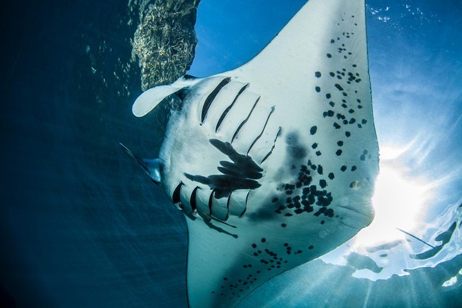 Open Water Course in Nusa Lembongan - Get Certified on remote island (next Bali) - Key points to know before booking