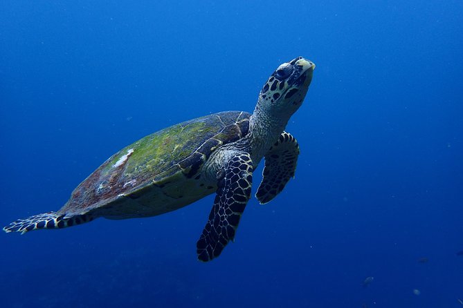 Open Water Course in Nusa Lembongan - Get Certified on remote island (next Bali) - The instructors are the heart of the experience
