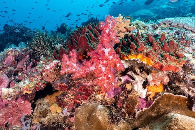 Open Water Course in Pemuteran - Get Certified in Bali - Facilities, meeting point, and daily practicalities