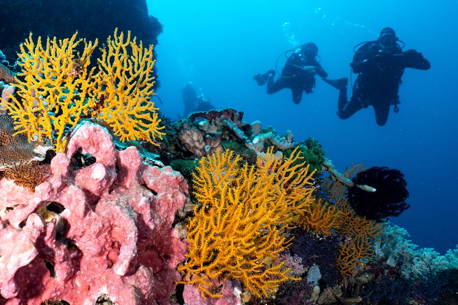 Open Water Course in Pemuteran - Get Certified in Bali - Day three: Menjangan Island marine park