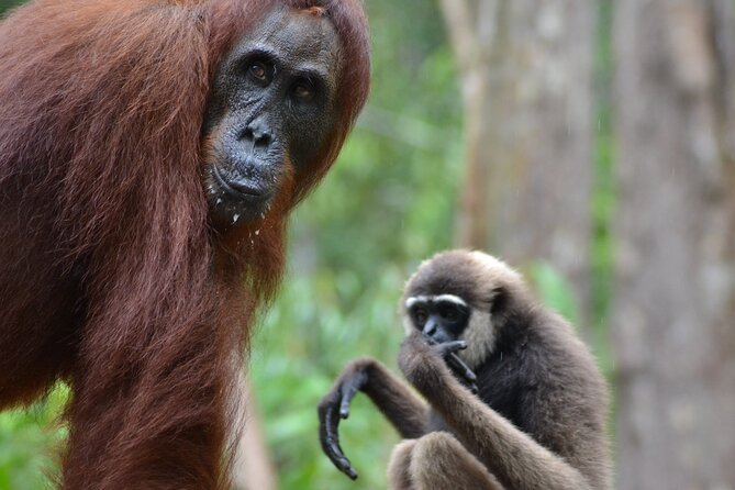 Orangutan Houseboat Kelotok Tanjung Puting 3 Days Share Cost - Key points before you book