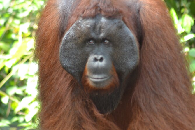 Orangutan Houseboat Kelotok Tanjung Puting 3 Days Share Cost - Why the shared kelotok format matters