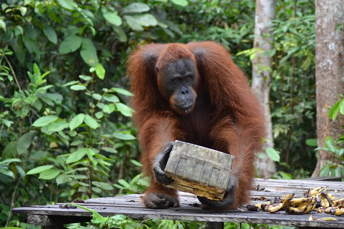 Orangutan Houseboat Kelotok Tanjung Puting 3 Days Share Cost - Sleeping and eating on the river